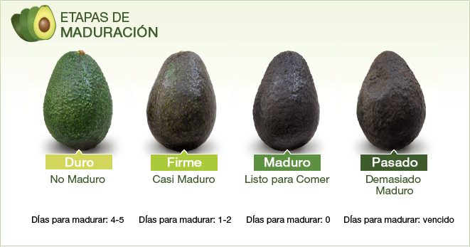 Etapas de maduración del aguacate